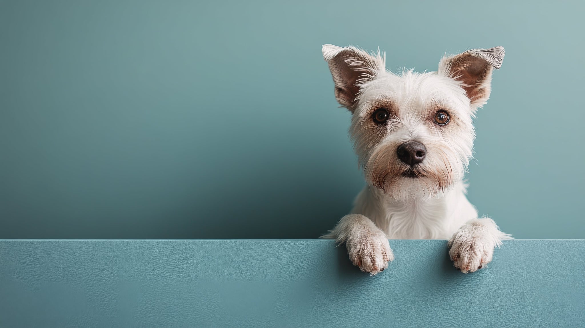 Making The Little Guy Look Like A Pro: How Smart Experience Design Levels the Playing Field
