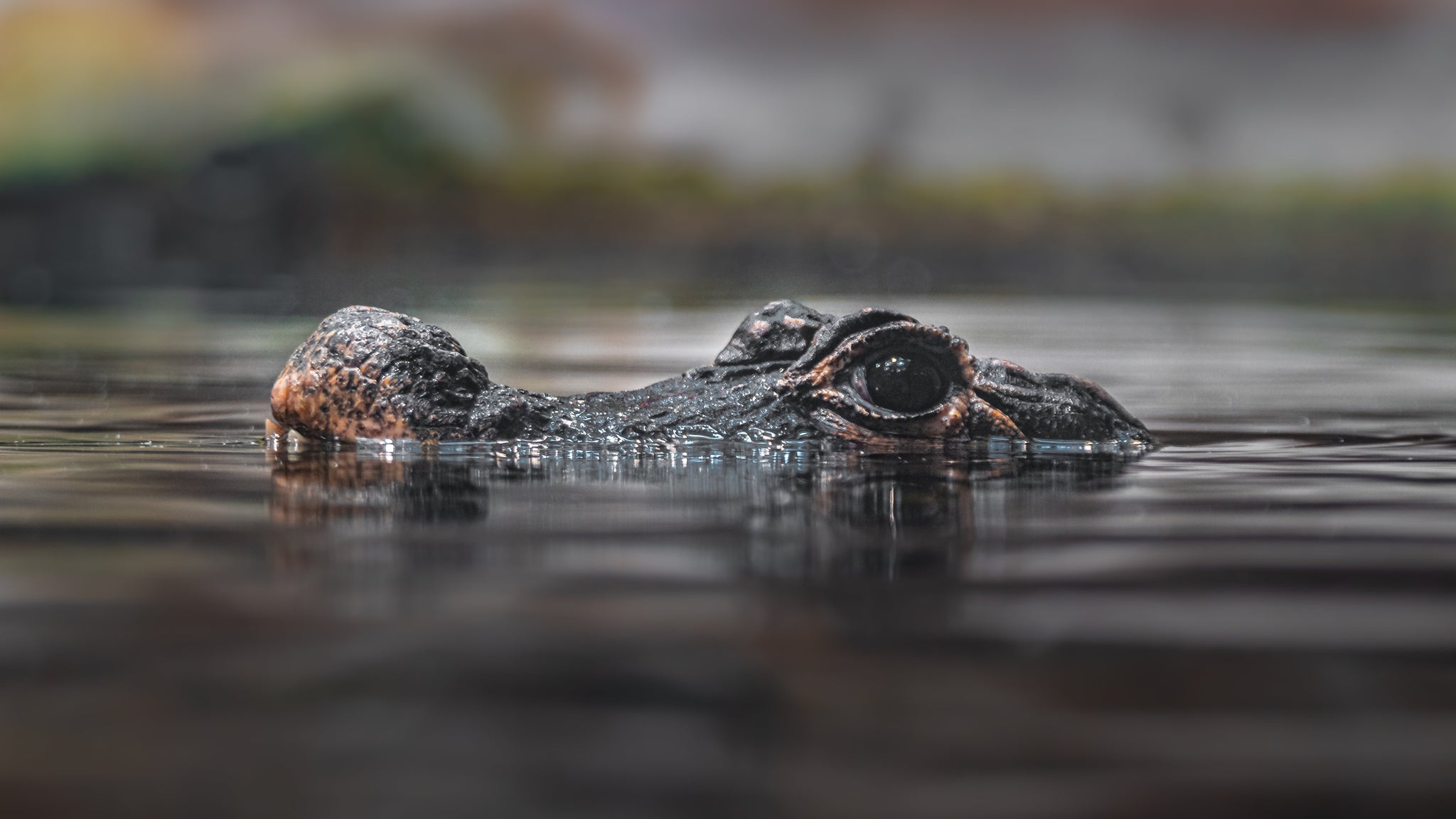 You're Being Watched (And Your Brand Has Just 50 Milliseconds)