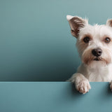 Making The Little Guy Look Like A Pro: How Smart Experience Design Levels the Playing Field