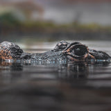 You're Being Watched (And Your Brand Has Just 50 Milliseconds)